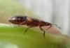 Anthocoris sp.
